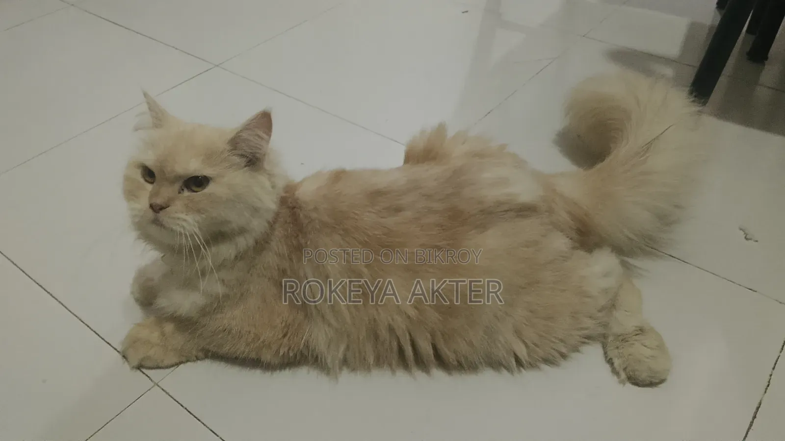 1+ year Female Purebred Persian