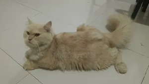 1+ year Female Purebred Persian