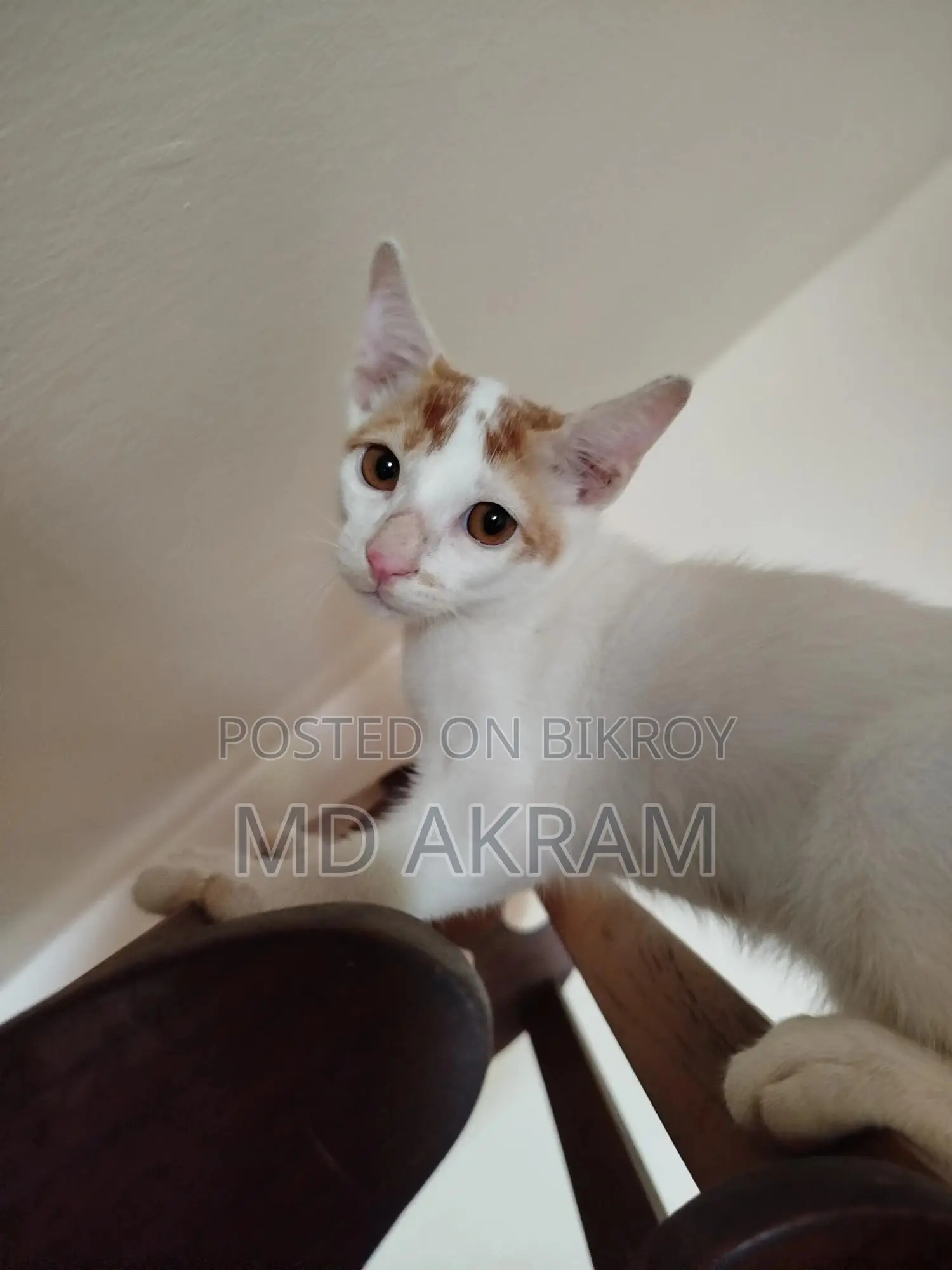 3-6 months Male Purebred Cat