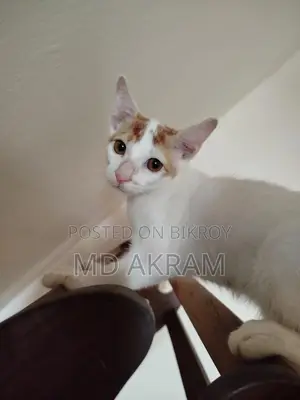 3-6 months Male Purebred Cat