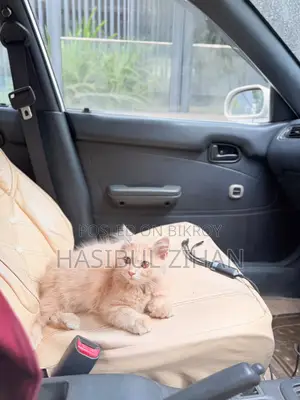 1-3 months Female Mixed Breed Persian