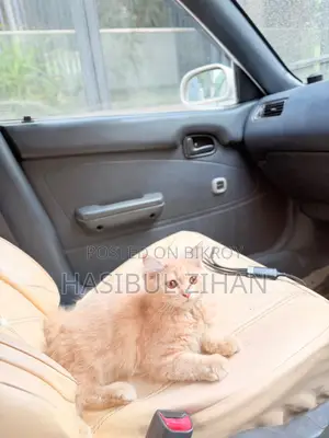 1-3 months Female Mixed Breed Persian