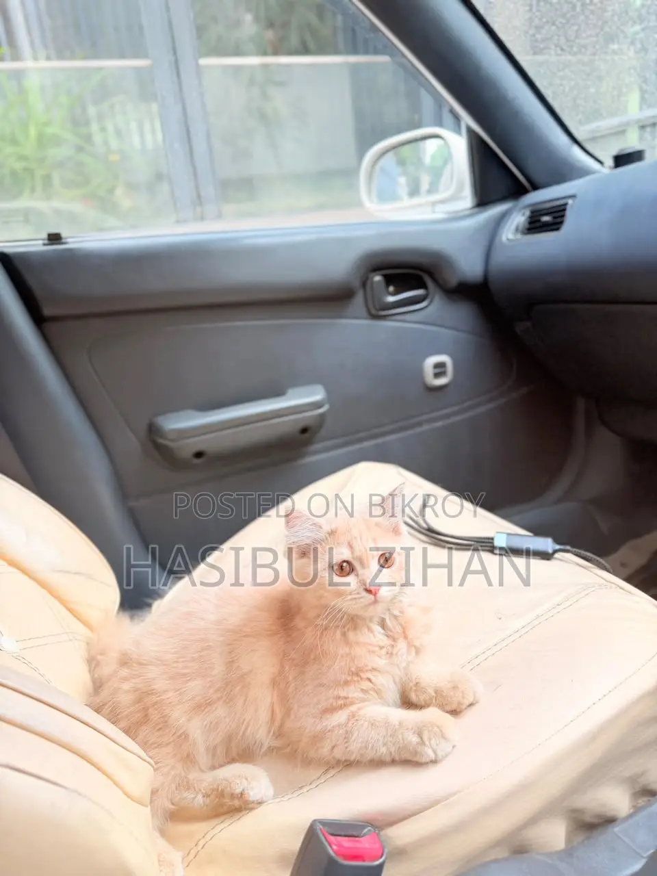 1-3 months Female Mixed Breed Persian