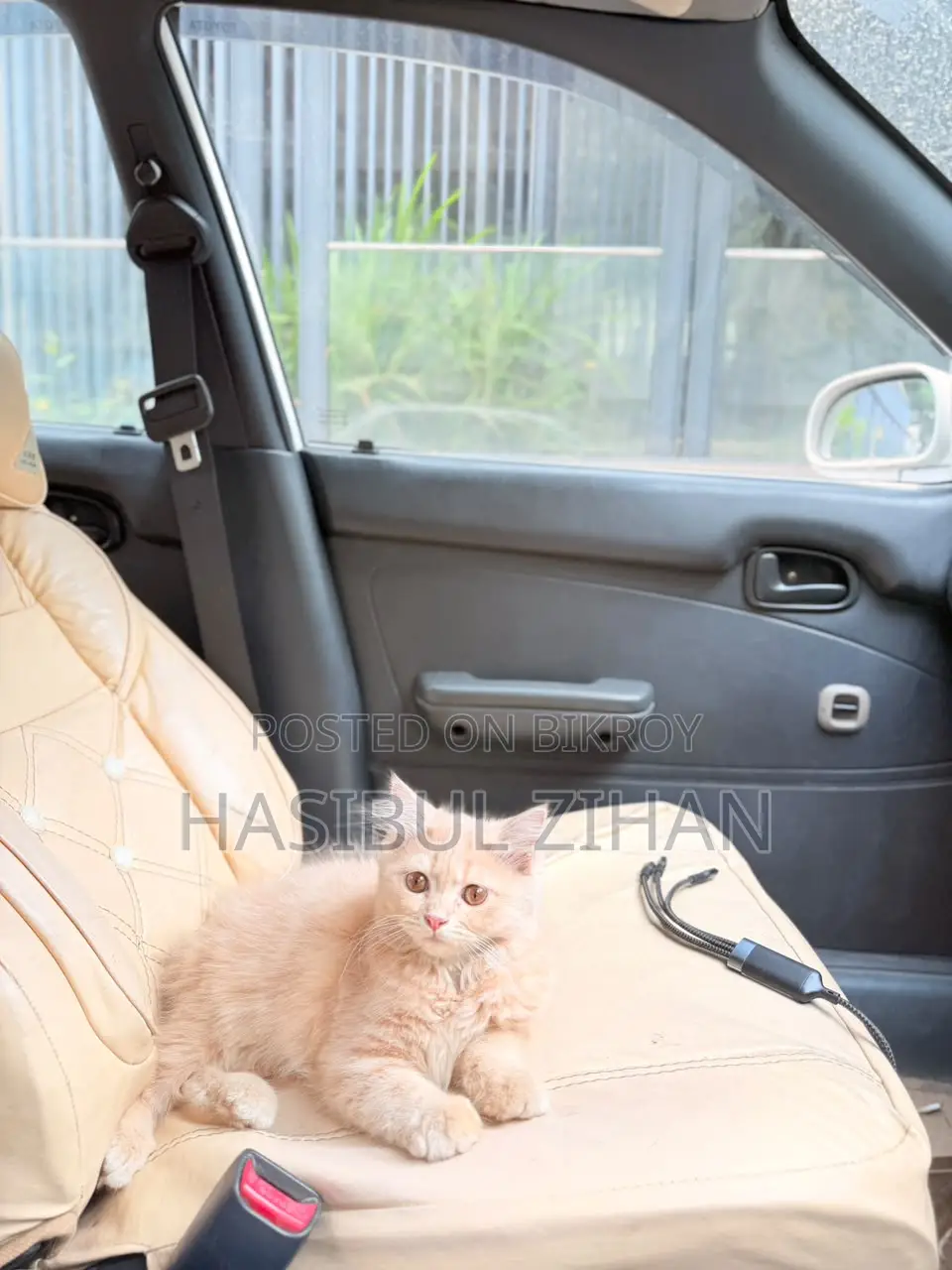 1-3 months Female Mixed Breed Persian
