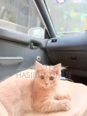 1-3 months Female Mixed Breed Persian