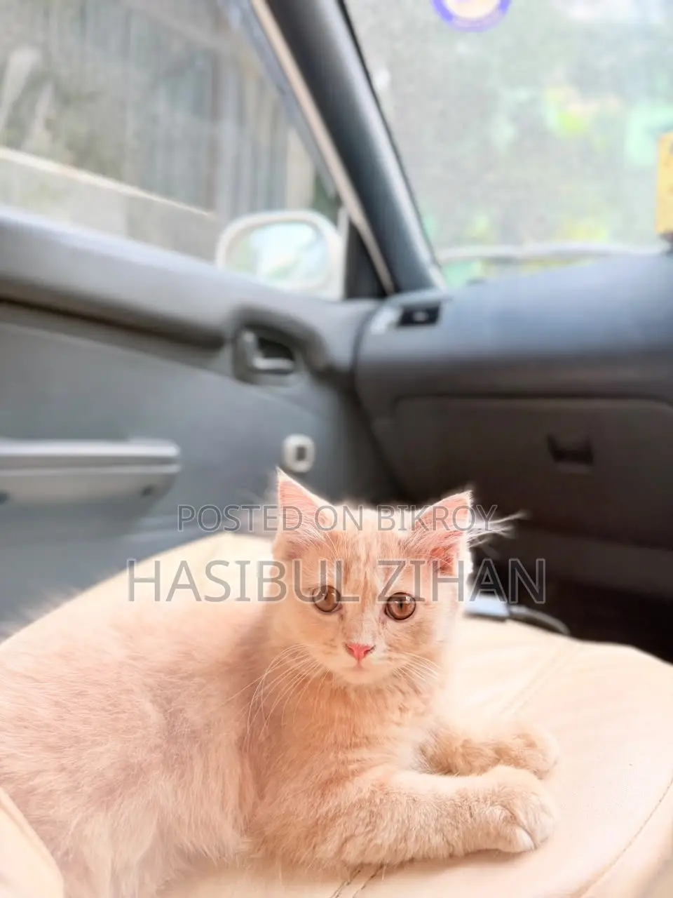 1-3 months Female Mixed Breed Persian