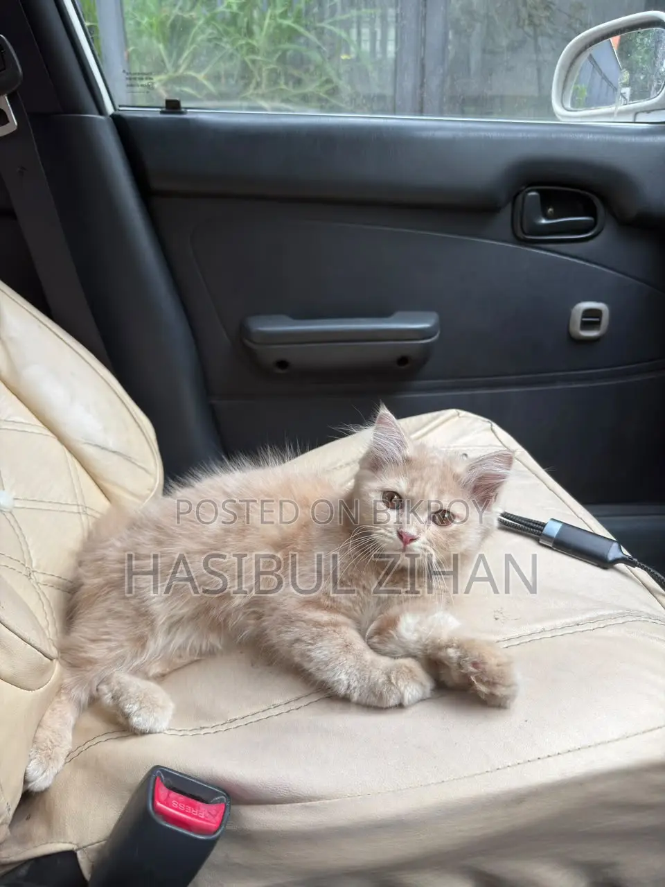 1-3 months Female Mixed Breed Persian