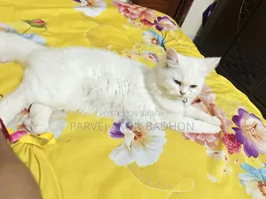 1+ year Female Purebred Persian