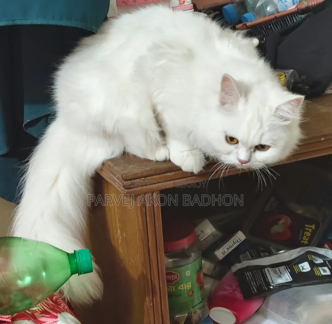 1+ year Female Purebred Persian