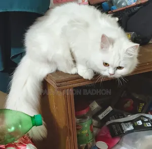 1+ year Female Purebred Persian