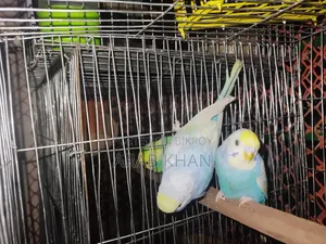 ২টি মেল রেইনবো উপলব্ধ