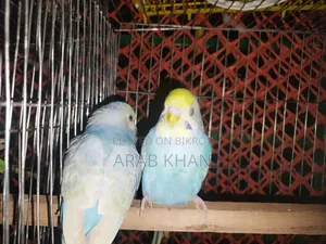 ২টি মেল রেইনবো উপলব্ধ