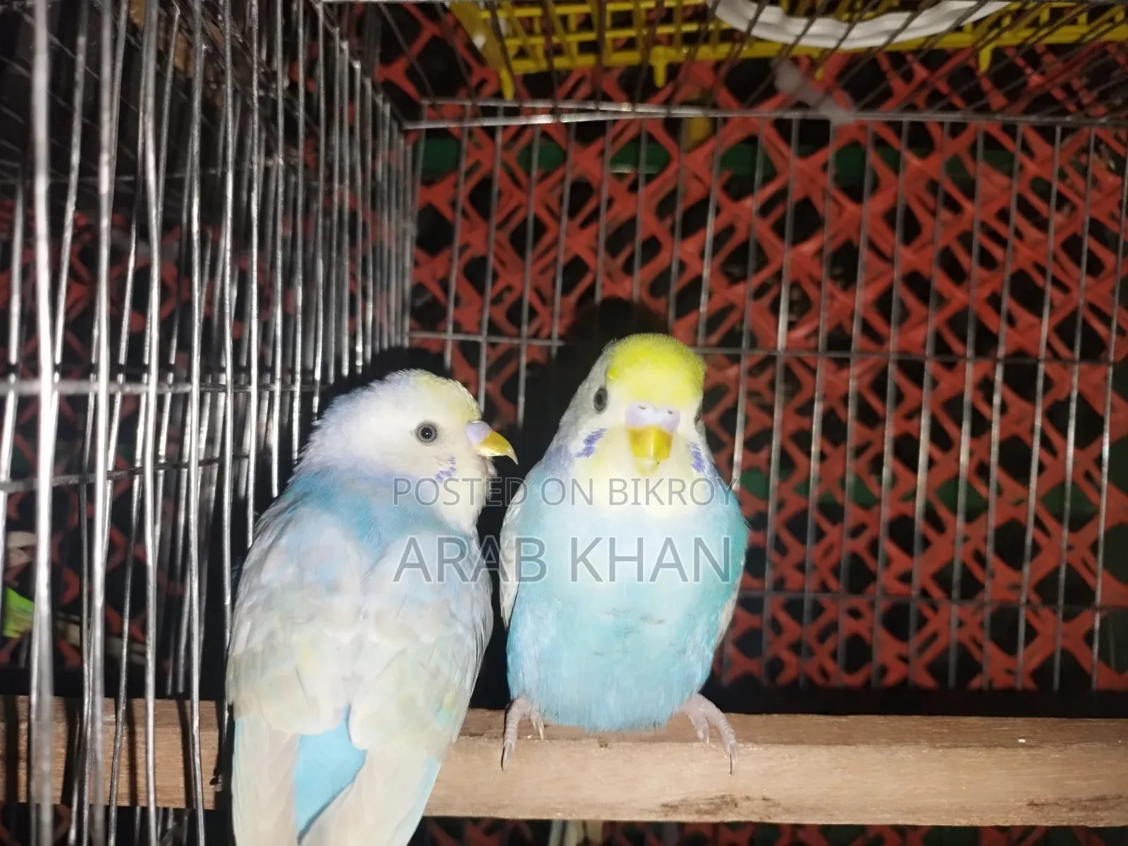 ২টি মেল রেইনবো উপলব্ধ