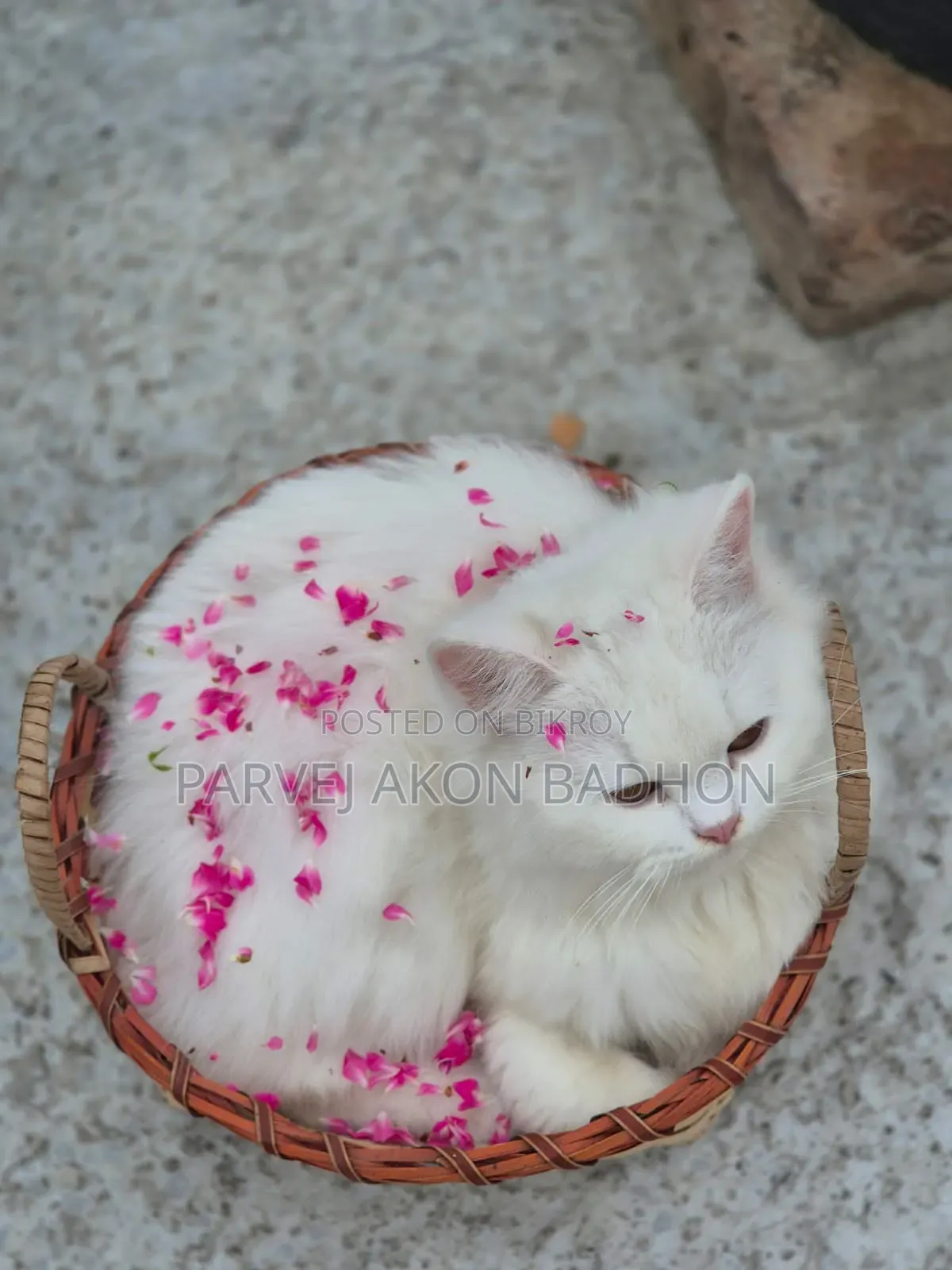 1+ year Female Purebred Persian