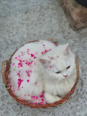 1+ year Female Purebred Persian