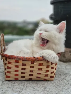 1+ year Female Purebred Persian