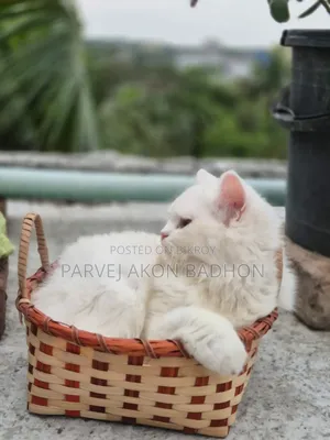 1+ year Female Purebred Persian