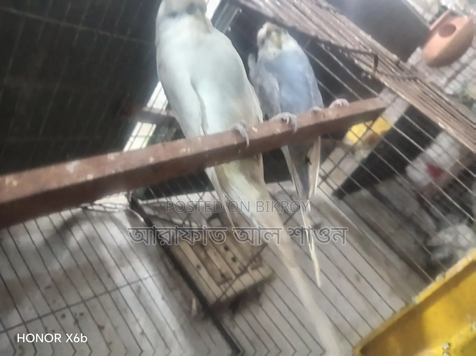 ইংলিশ বিগ সাইজ মেল বিক্রি হবে