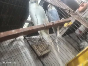 ইংলিশ বিগ সাইজ মেল বিক্রি হবে