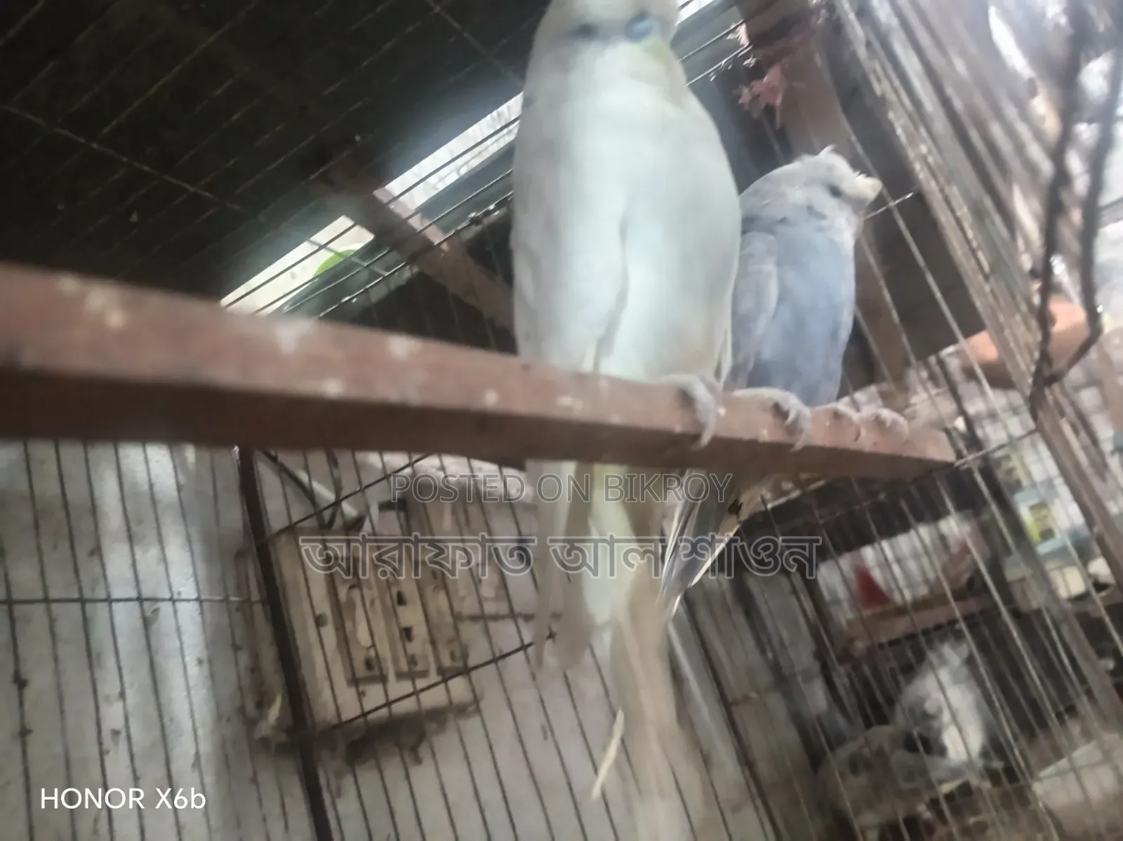 ইংলিশ বিগ সাইজ মেল বিক্রি হবে
