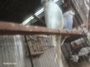 ইংলিশ বিগ সাইজ মেল বিক্রি হবে