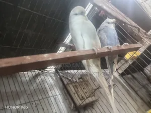 ইংলিশ বিগ সাইজ মেল বিক্রি হবে