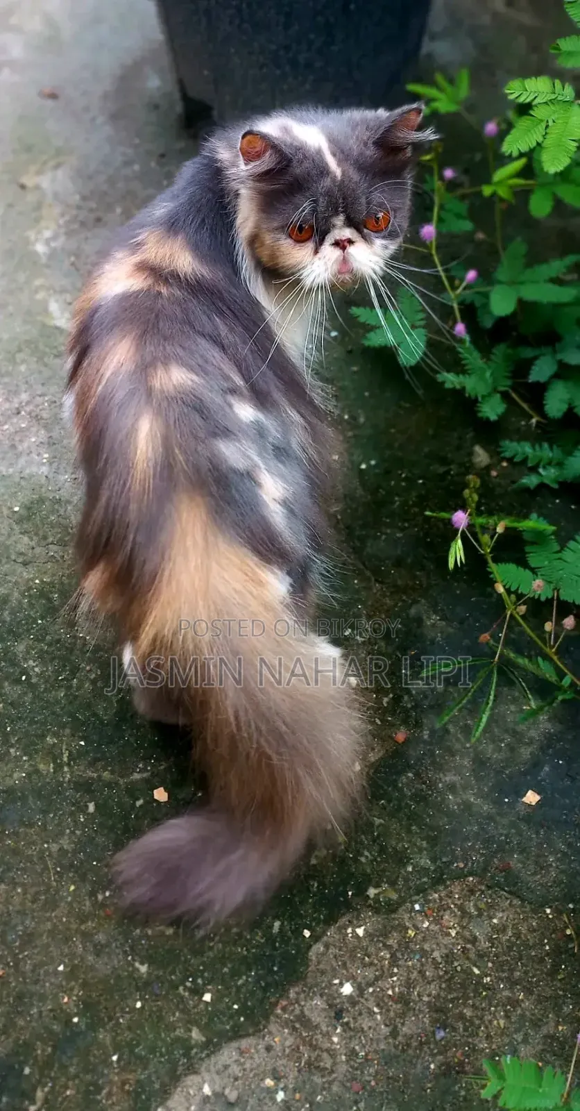 1+ year Female Purebred Exotic