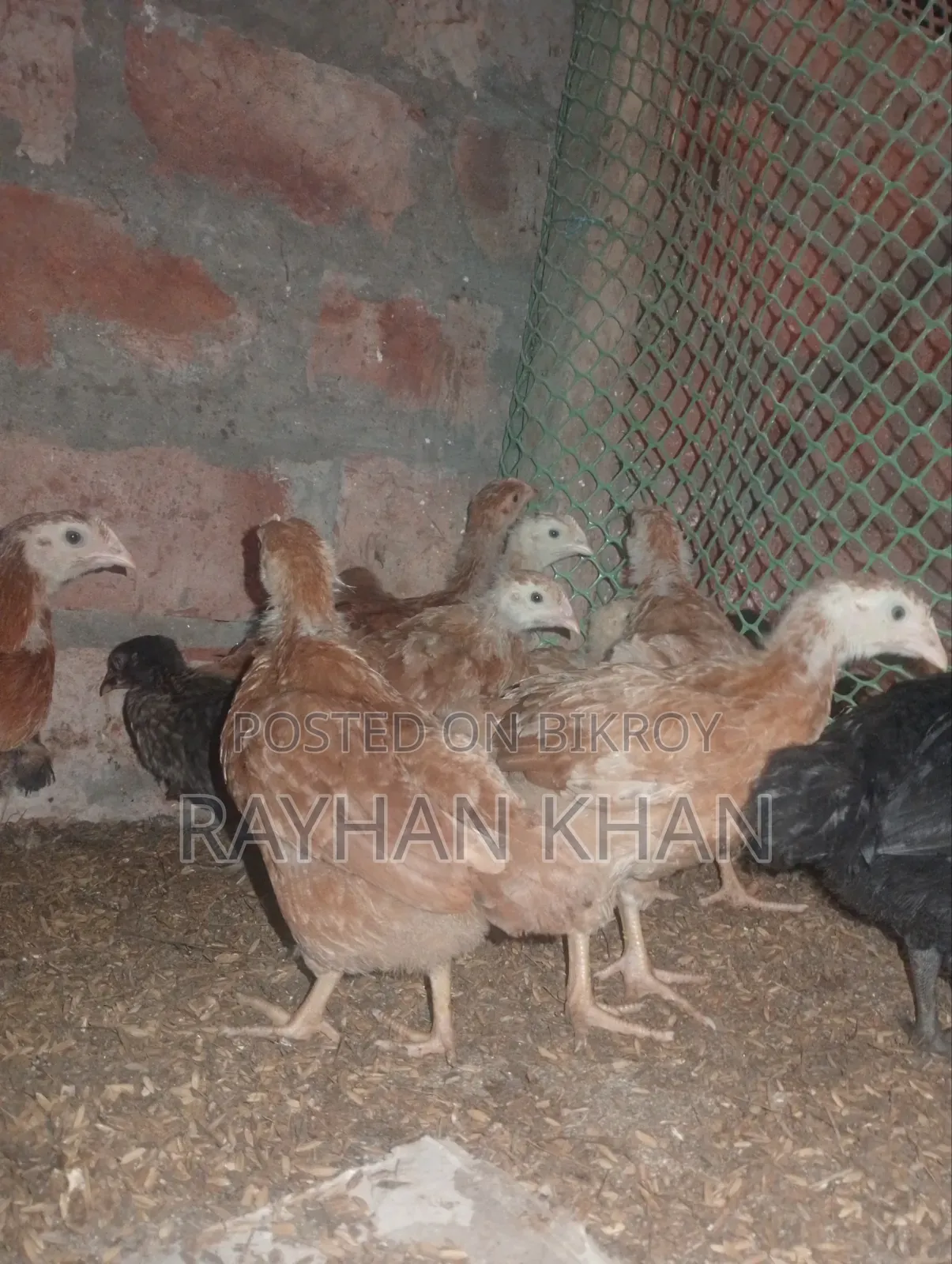 50 pieces of Lovebirds for sale