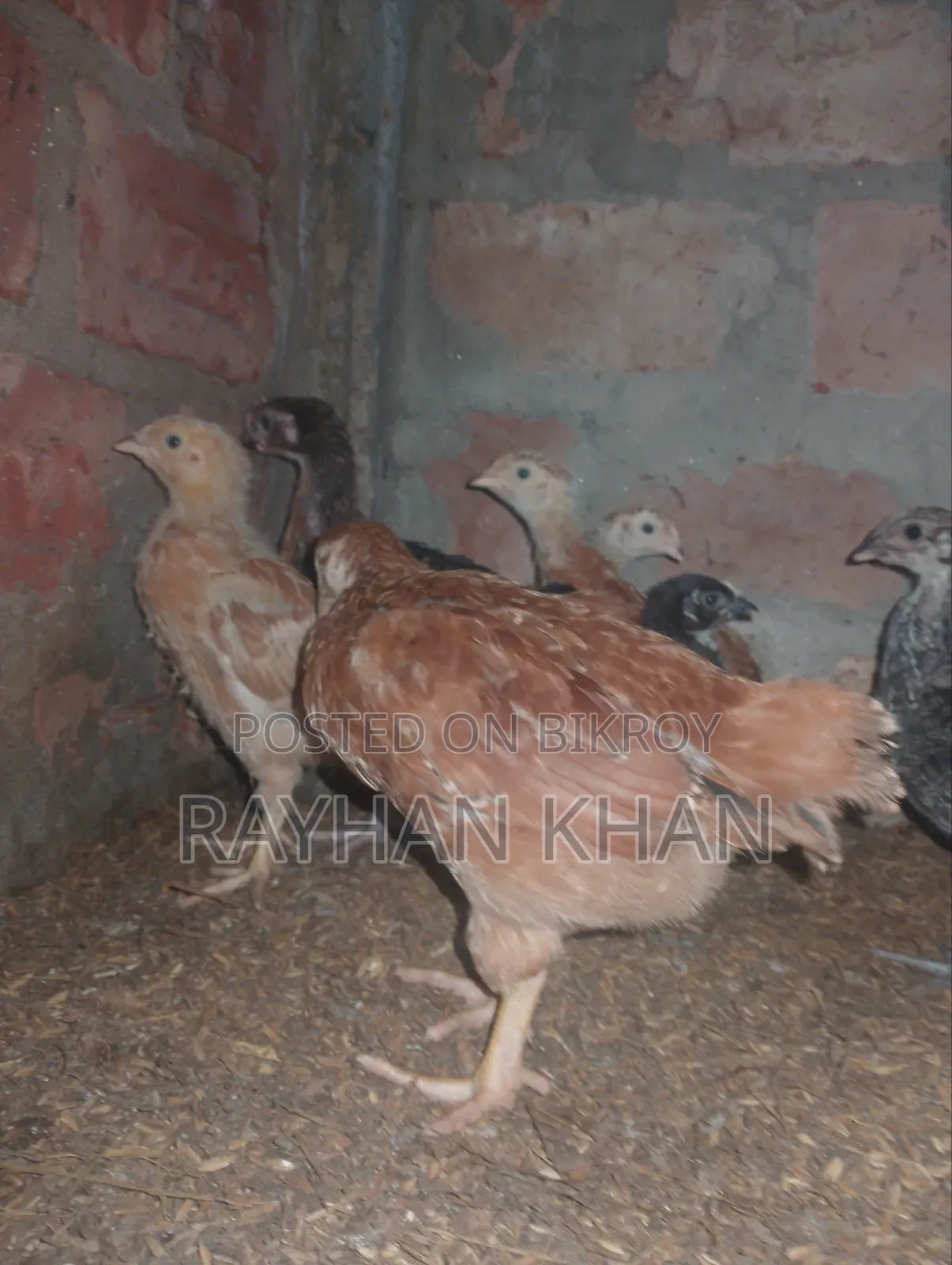 50 pieces of Lovebirds for sale