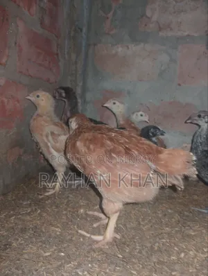 50 pieces of Lovebirds for sale