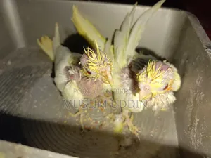 ২ পিস ককাটেল বেবি