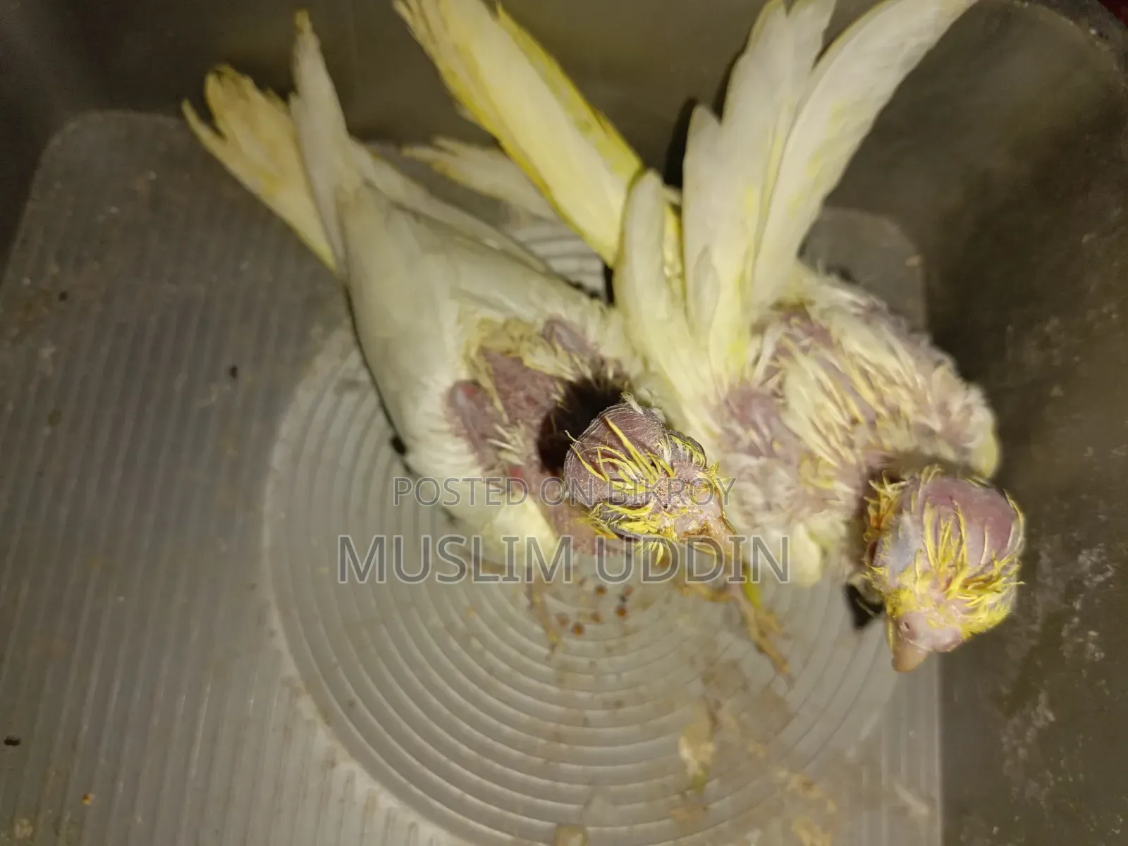 ২ পিস ককাটেল বেবি