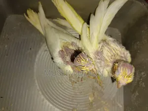 ২ পিস ককাটেল বেবি