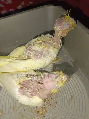 ২ পিস ককাটেল বেবি