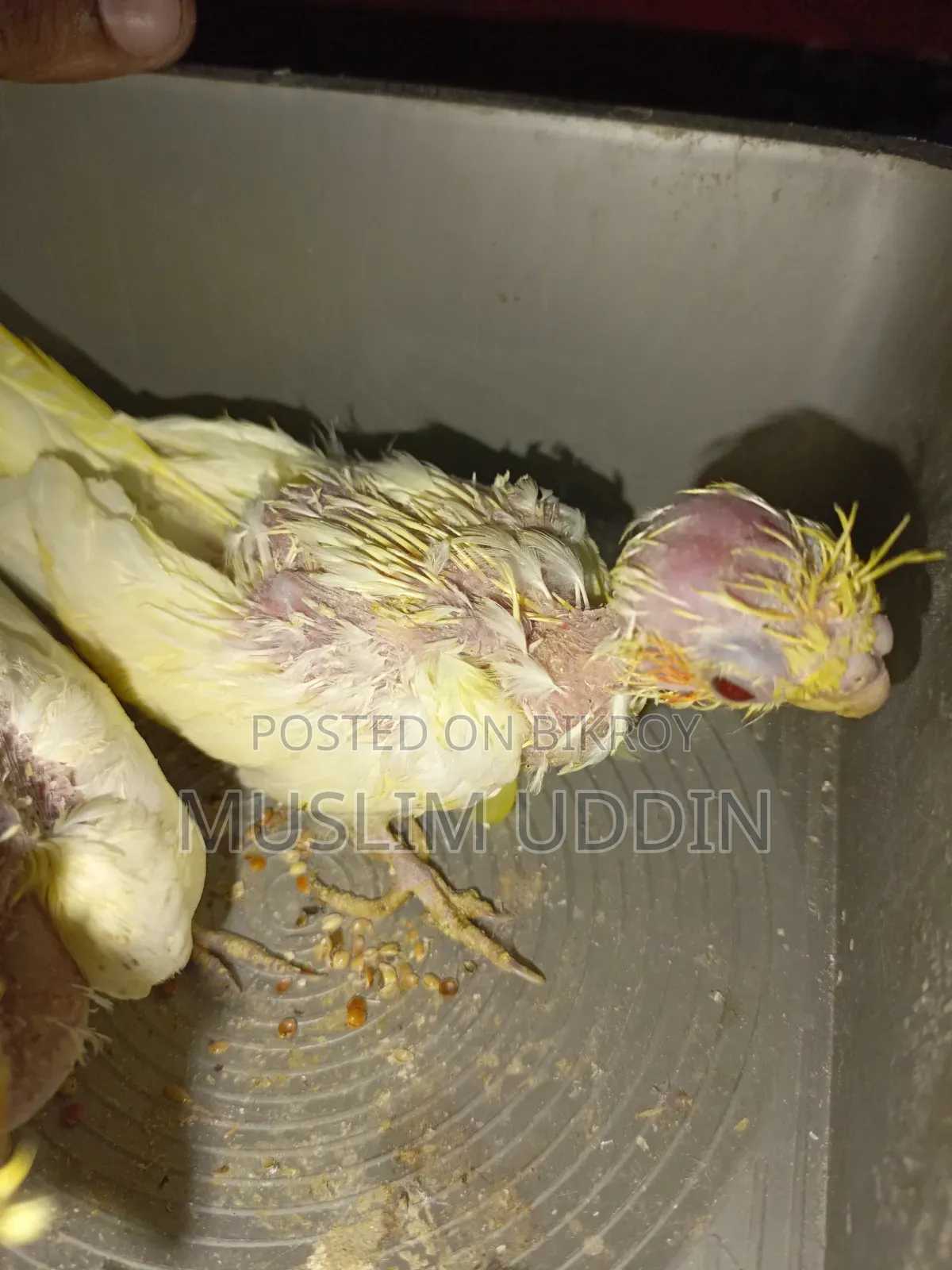 ২ পিস ককাটেল বেবি