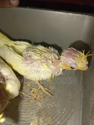 ২ পিস ককাটেল বেবি