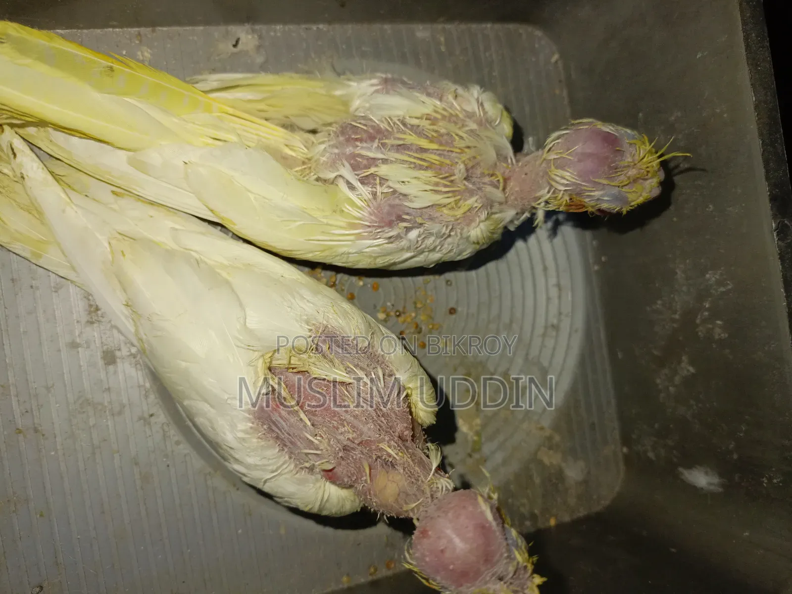২ পিস ককাটেল বেবি