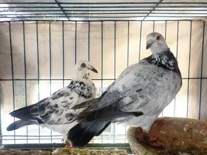 Grizzle Running Pair