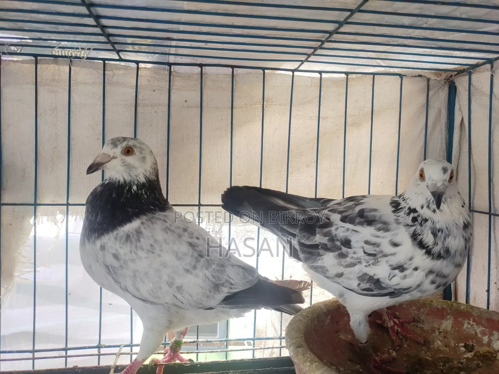 Grizzle Running Pair