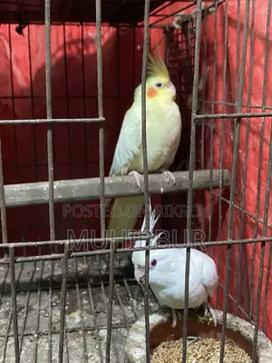 মাস্টার পেয়ার ককটেল