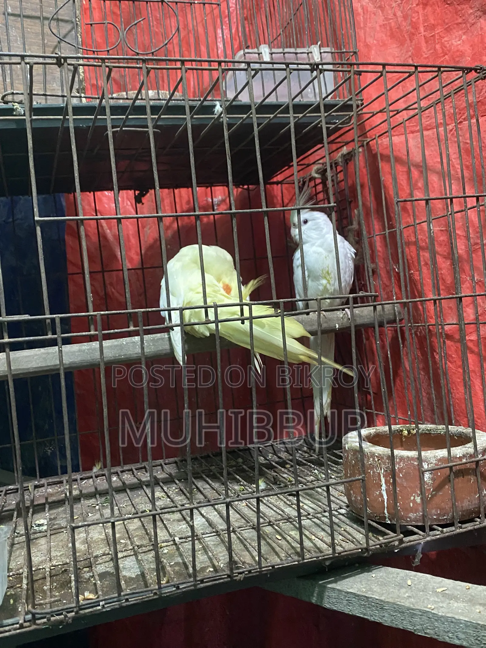 মাস্টার পেয়ার ককটেল