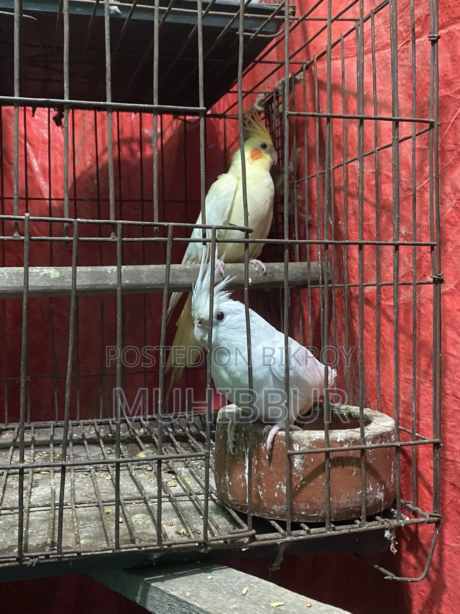 মাস্টার পেয়ার ককটেল