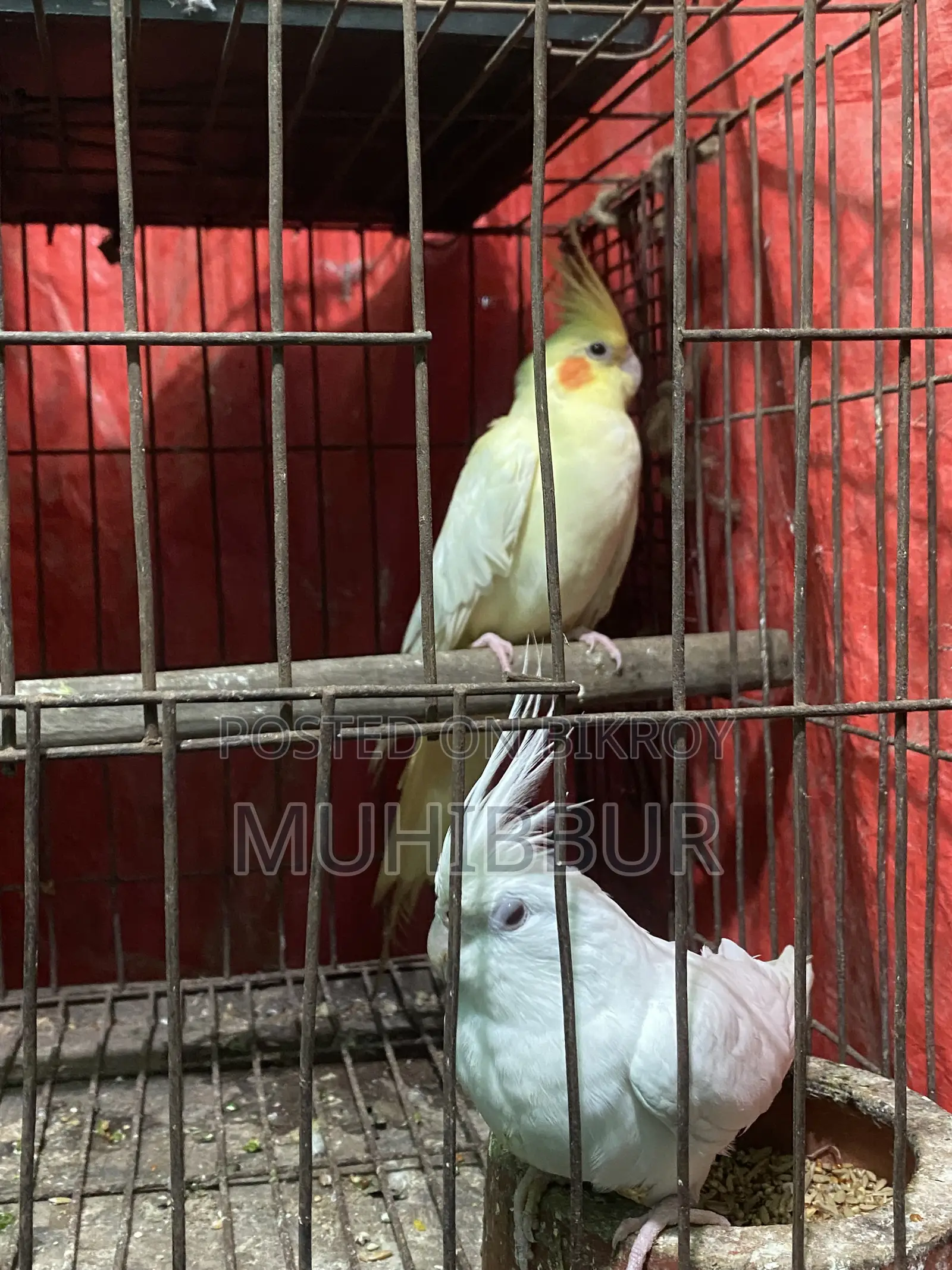 মাস্টার পেয়ার ককটেল