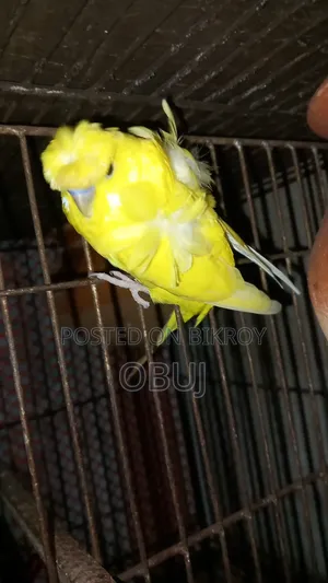 Japanese Baazrigar