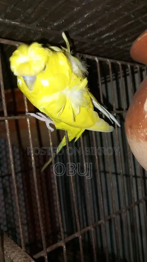 Japanese Baazrigar