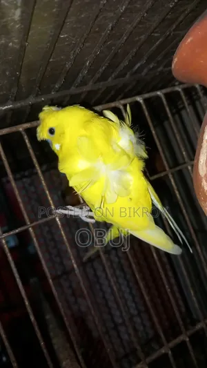 Japanese Baazrigar