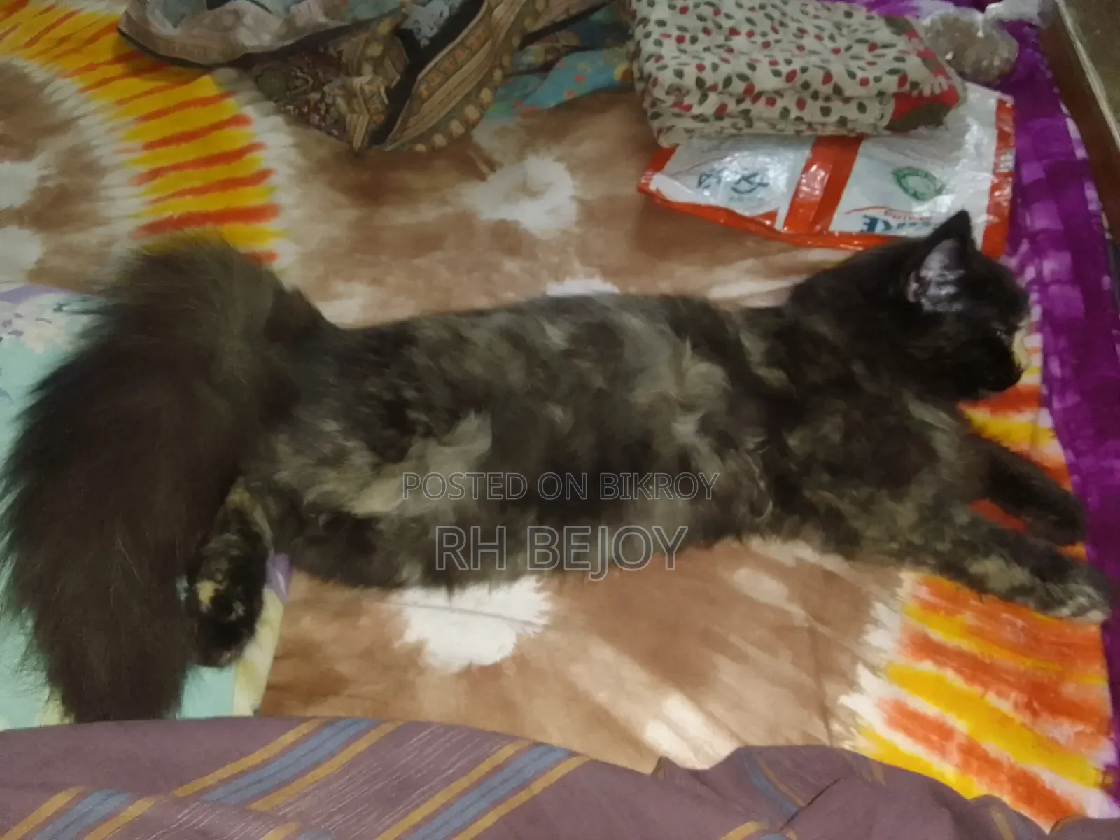 ৩-৬ মাসের ফিমেল পিওরব্রেড পার্সিয়ান