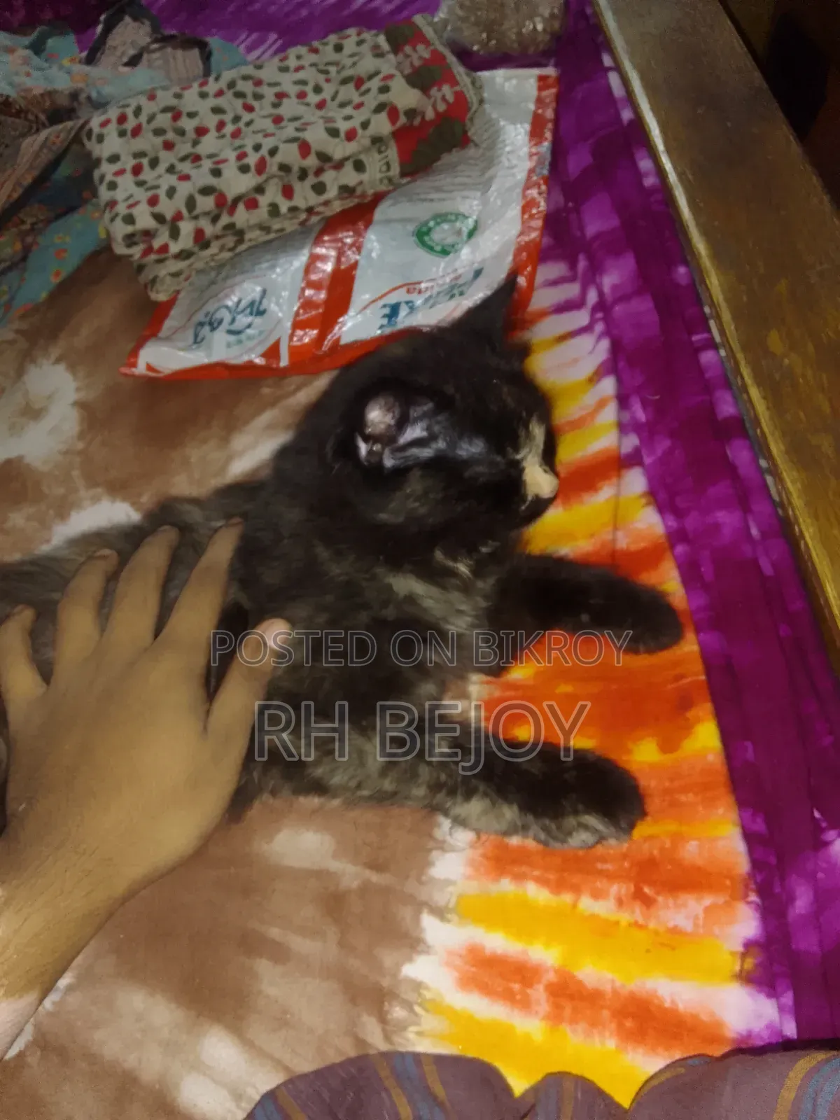 ৩-৬ মাসের ফিমেল পিওরব্রেড পার্সিয়ান
