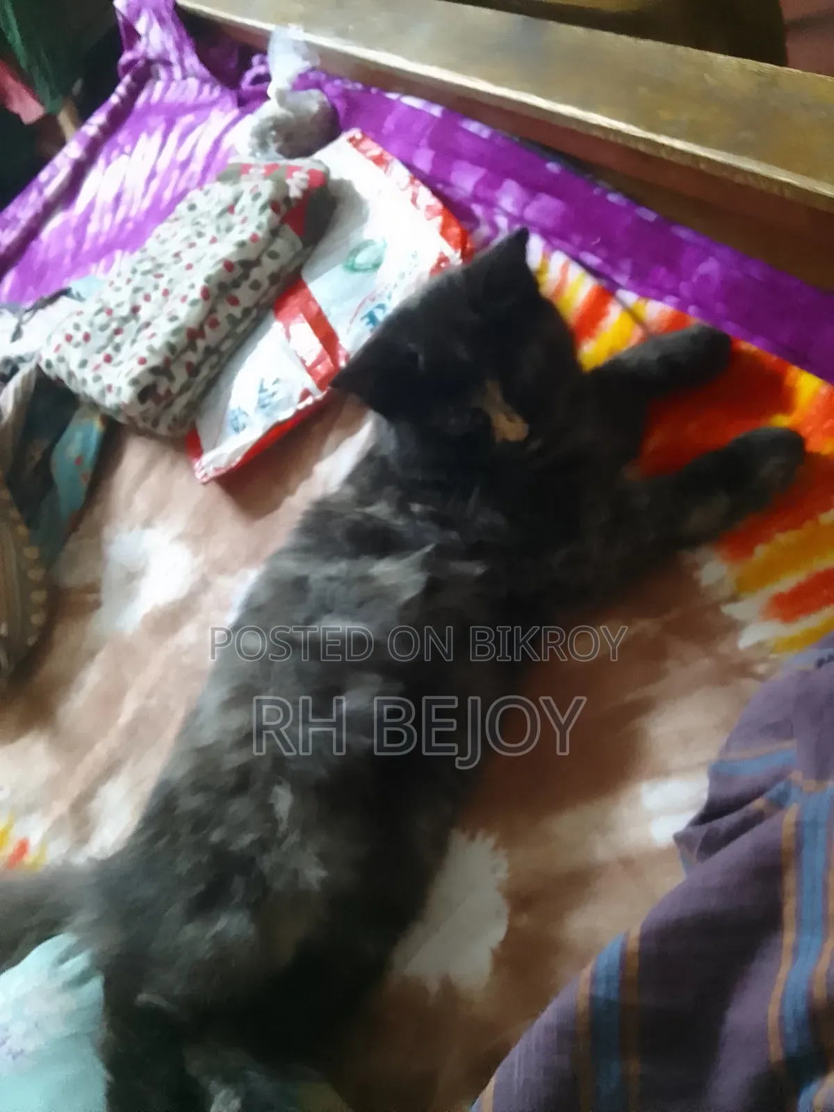 ৩-৬ মাসের ফিমেল পিওরব্রেড পার্সিয়ান