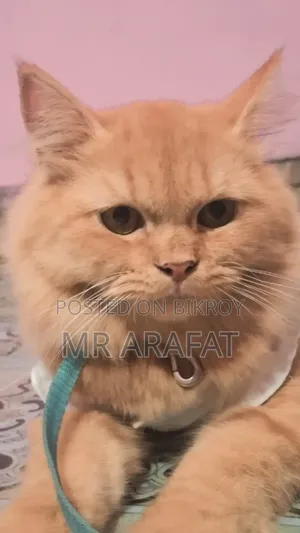 3 to 6 months Female Purebred Persian